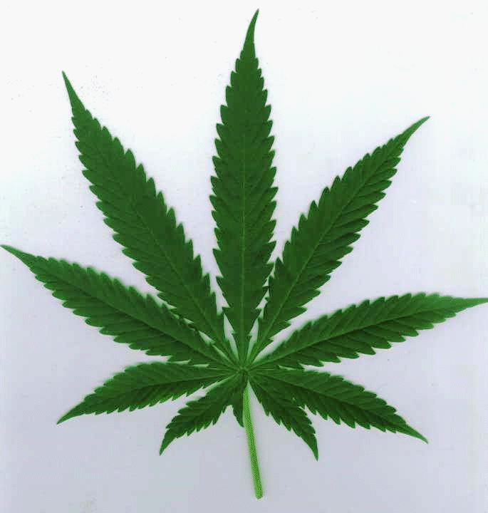 Cannabis sativa Blatt.gif